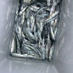サバ