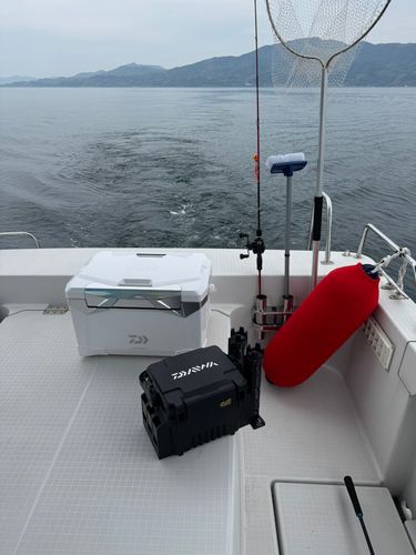 ホウボウの釣果