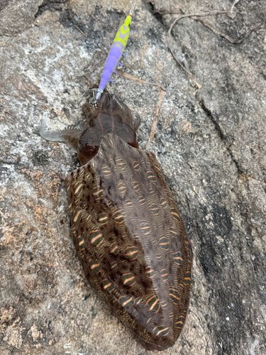 コウイカの釣果