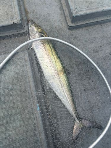 サワラの釣果