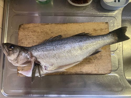 スズキの釣果