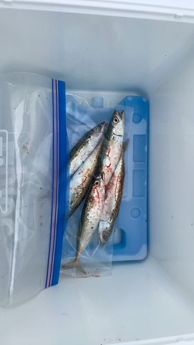 サバの釣果