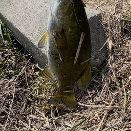 スモールマウスバス