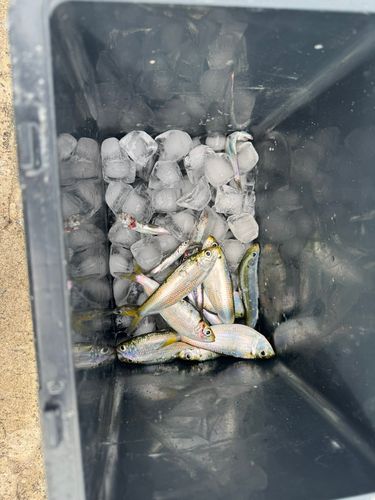 サッパの釣果