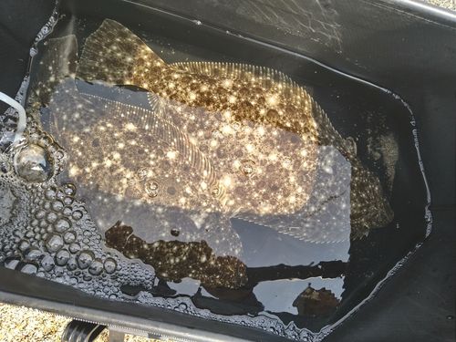 ヒラメの釣果