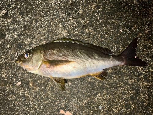 イサキの釣果