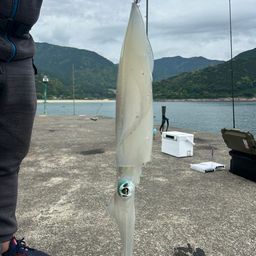 アオリイカ