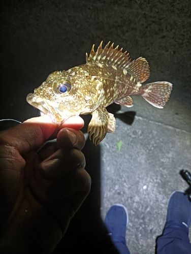 ガシラの釣果