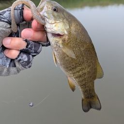 スモールマウスバス