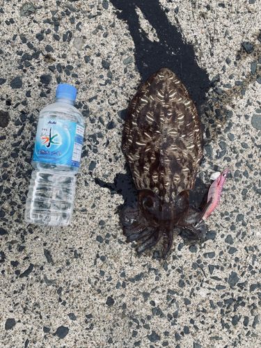 コウイカの釣果