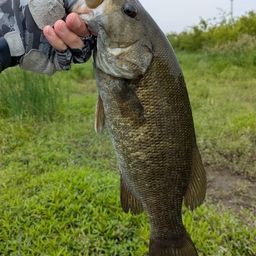 スモールマウスバス