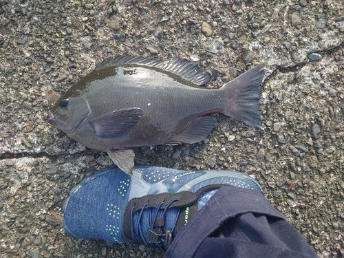 メジナの釣果