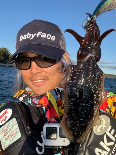 コウイカの釣果