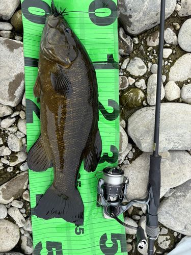 スモールマウスバスの釣果