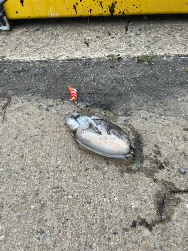 コウイカの釣果