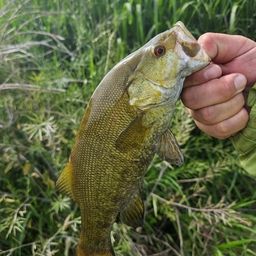 スモールマウスバス