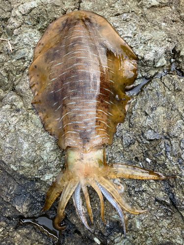 アオリイカの釣果