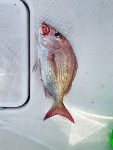 マダイの釣果