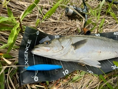 マルスズキの釣果
