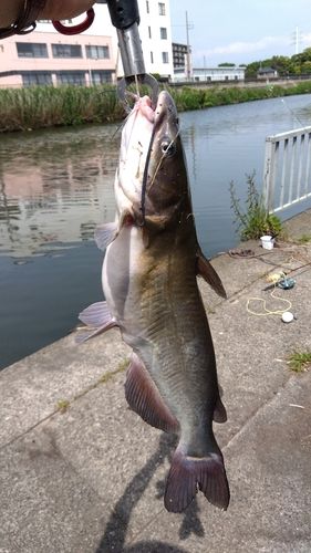 アメリカナマズの釣果