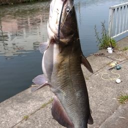 アメリカナマズ