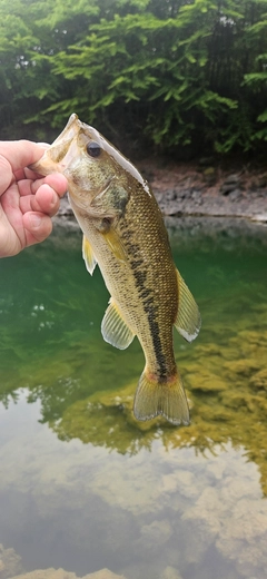 ラージマウスバスの釣果