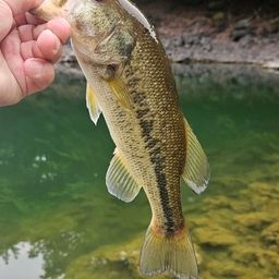 ラージマウスバス