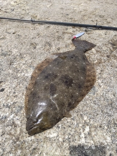 ヒラメの釣果