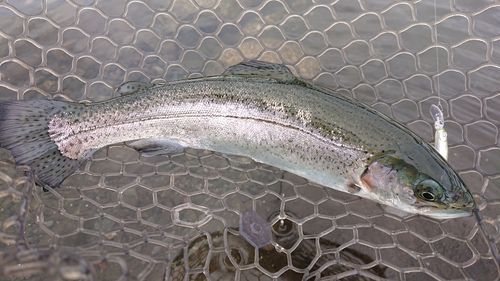 ギンザケの釣果