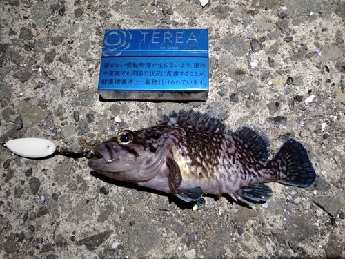 マゾイの釣果