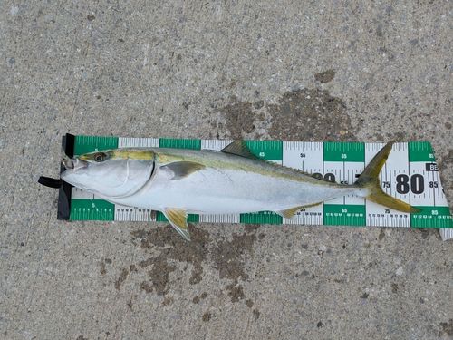ブリの釣果