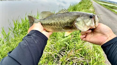 ラージマウスバスの釣果
