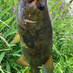 スモールマウスバス