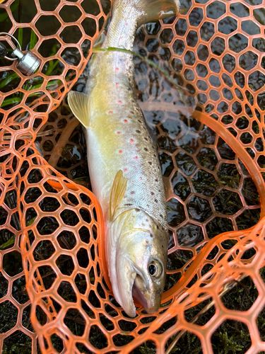 ブラウントラウトの釣果