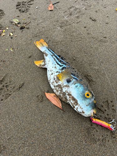 シマフグの釣果