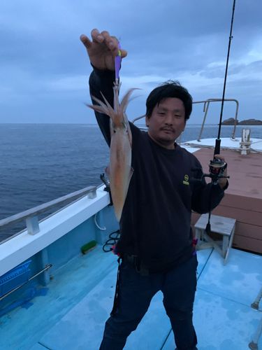 ケンサキイカの釣果