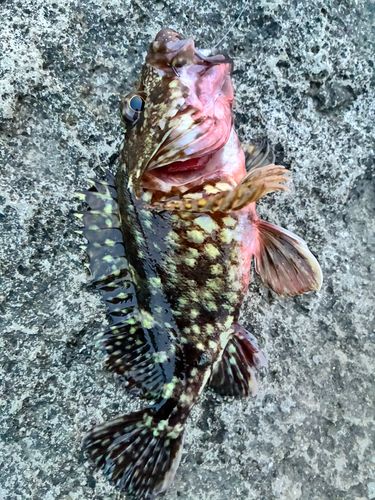 カサゴの釣果