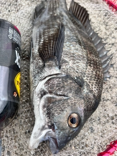 チヌの釣果