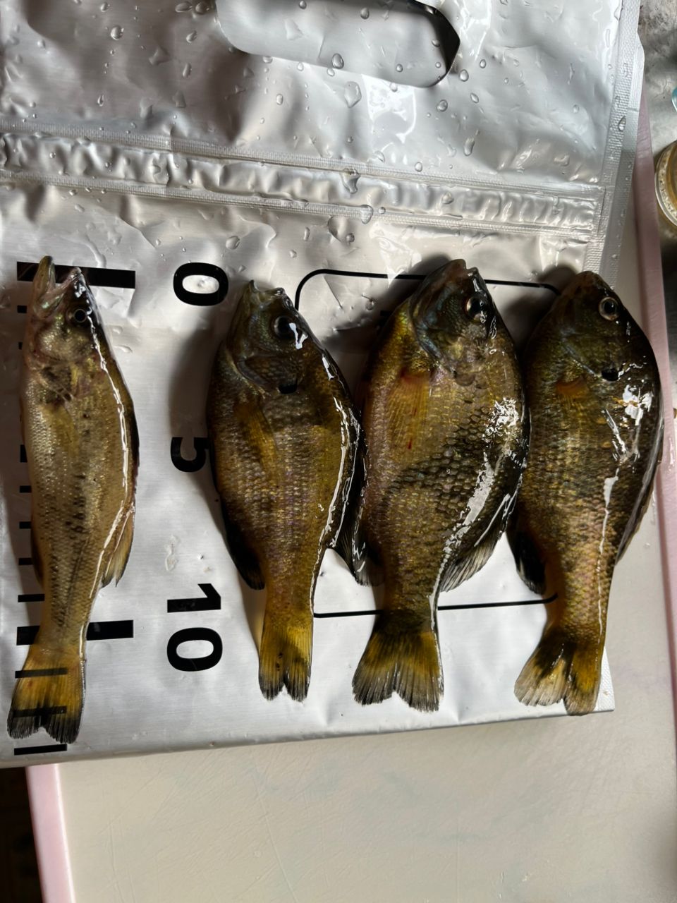 ラージマウスバス