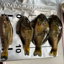 ラージマウスバス