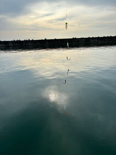 サバの釣果