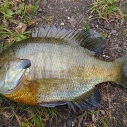 ブルーギル