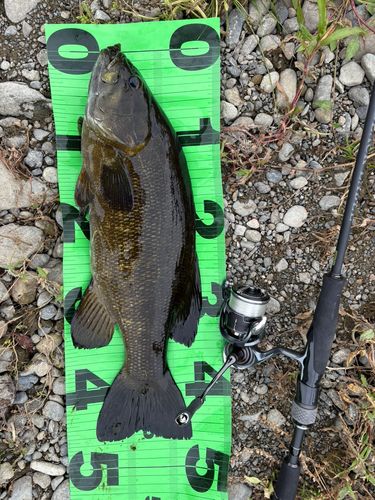 スモールマウスバスの釣果