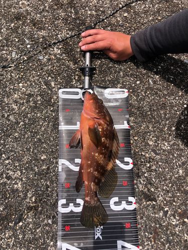 キジハタの釣果