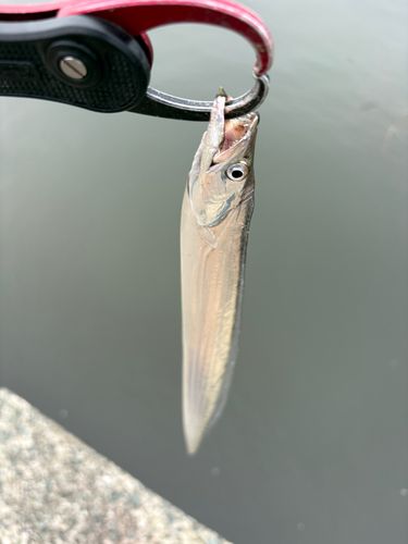 タチウオの釣果