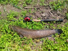 ライギョの釣果