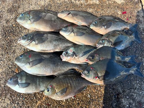 グレの釣果