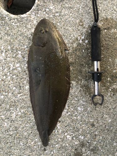 シタビラメの釣果