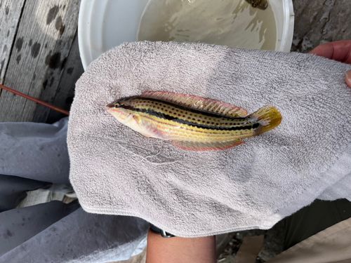 キュウセンの釣果