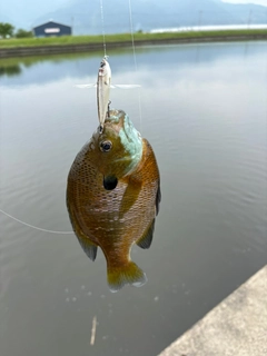 ブルーギルの釣果